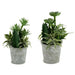 Decorative Plant Ibergarden Plastic Cement 15 x 24 x 15 cm (12 Units) - Декорация и Осветление<<<Дом