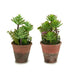 Decorative Plant Ibergarden Plastic Succulent 16 x 23 x 16 cm (12 Units) - Декорация и Осветление<<<Дом