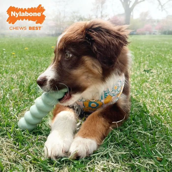Dog chewing toy Nylabone SENSORY TACTILE STICK Green Peanut butter Bacon S - Домашни Животни<<<Дом