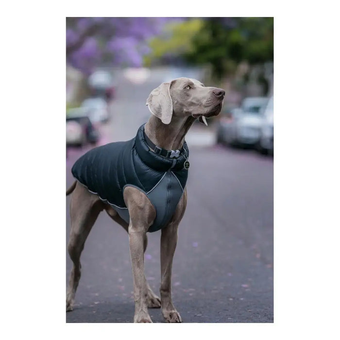 Dog Coat Red Dingo Puffer Black/Grey 55 cm - Домашни Животни<<<Дом Градина<<<BigBuy&&&Пътуване и разходки<<<Домашни