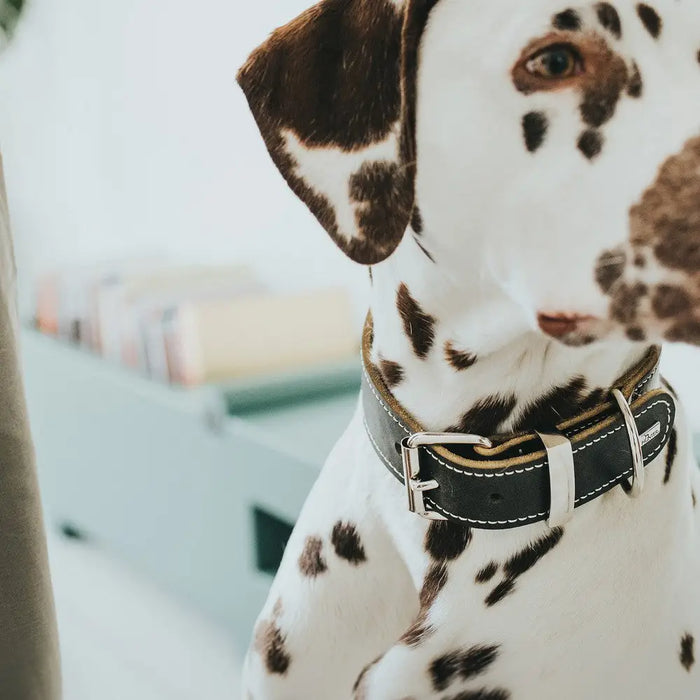 Dog collar Hunter Aalborg Black (24-30 cm) - Домашни Животни<<<Дом Градина<<<BigBuy&&&Пътуване и разходки<<<Домашни