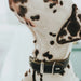 Dog collar Hunter Aalborg Black (30-38 cm) - Домашни Животни<<<Дом Градина<<<BigBuy&&&Пътуване и разходки<<<Домашни