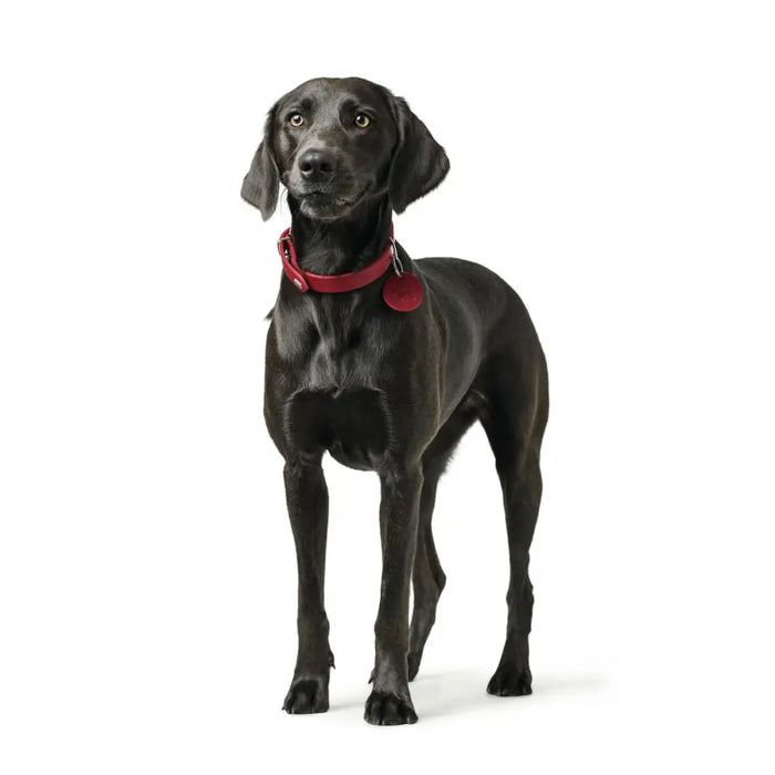 Dog collar Hunter Aalborg Red L 45-55 cm - Домашни Животни<<<Дом Градина<<<BigBuy&&&Пътуване и разходки<<<Домашни