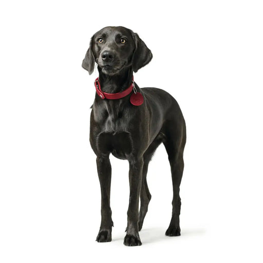 Dog collar Hunter Aalborg Red M 38-47 cm - Домашни Животни<<<Дом Градина<<<BigBuy&&&Пътуване и разходки<<<Домашни