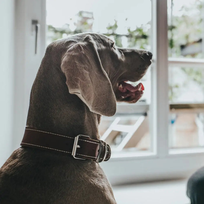 Dog collar Hunter Aalborg Special Cognac - Домашни Животни<<<Дом Градина<<<BigBuy&&&Пътуване и разходки<<<Домашни