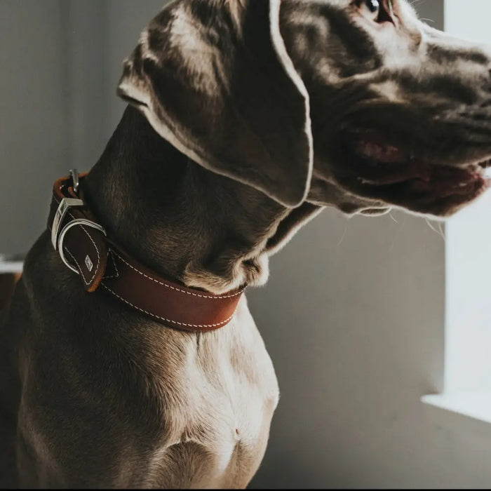 Dog collar Hunter Aalborg Special Cognac - Домашни Животни<<<Дом Градина<<<BigBuy&&&Пътуване и разходки<<<Домашни