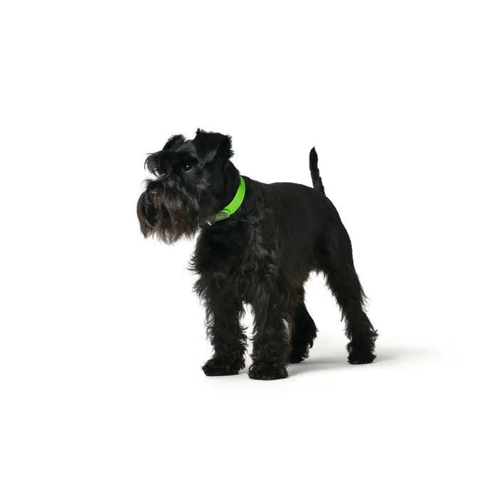 Dog collar Hunter Convenience 23-31 cm Green XS/S - Домашни Животни<<<Дом Градина<<<BigBuy&&&Пътуване и