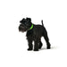 Dog collar Hunter Convenience 23-31 cm Green XS/S - Домашни Животни<<<Дом Градина<<<BigBuy&&&Пътуване и