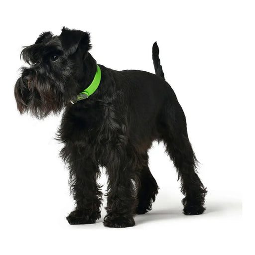Dog collar Hunter Convenience Green Size M/L (42-50 cm) - Домашни Животни<<<Дом Градина<<<BigBuy&&&Пътуване и