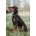 Dog collar Hunter Green 40-55 cm L - Домашни Животни<<<Дом Градина<<<BigBuy&&&Пътуване и разходки<<<Домашни