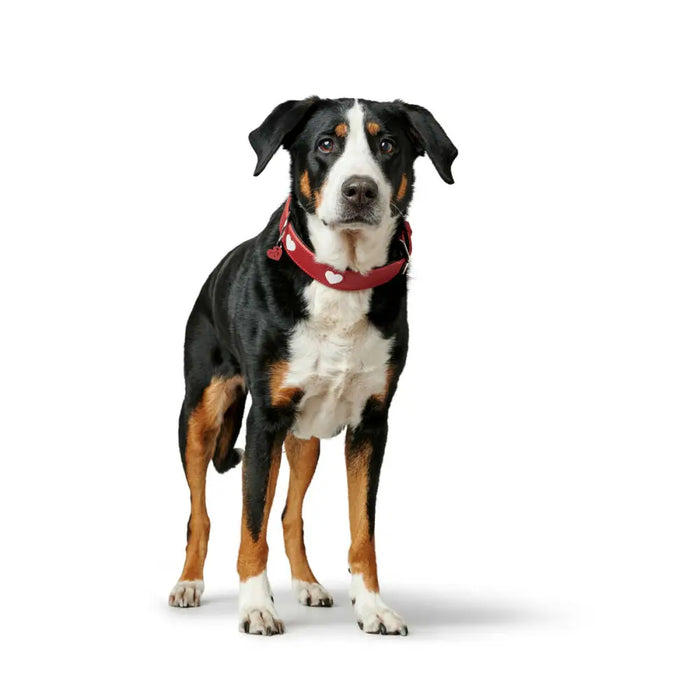 Dog collar Hunter Love M/L 47-54 cm Red - Домашни Животни<<<Дом Градина<<<BigBuy&&&Пътуване и разходки<<<Домашни