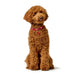 Dog collar Hunter Love Red XS 24-28 cm - Домашни Животни<<<Дом Градина<<<BigBuy&&&Пътуване и разходки<<<Домашни