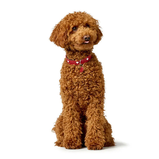 Dog collar Hunter Love XS/S 30-34 cm Rojo/Blanco - Домашни Животни<<<Дом Градина<<<BigBuy&&&Пътуване и