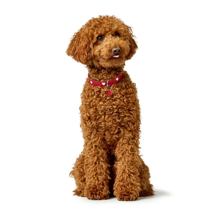 Dog collar Hunter Love XS/S 30-34 cm Rojo/Blanco - Домашни Животни<<<Дом Градина<<<BigBuy&&&Пътуване и