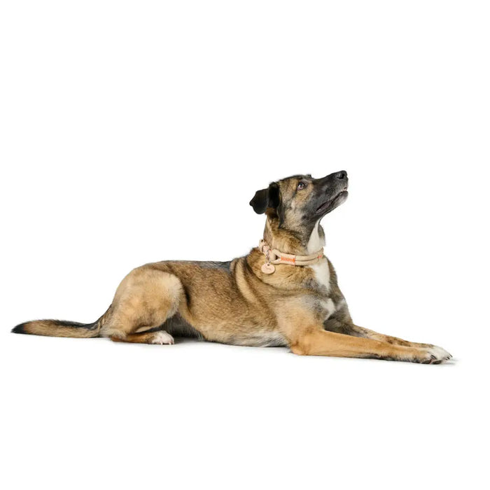 Dog collar Hunter Malia Beige 12 40-49 cm - Домашни Животни<<<Дом Градина<<<BigBuy&&&Пътуване и разходки<<<Домашни