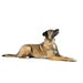 Dog collar Hunter Malia Beige M/L 45-54 cm - Домашни Животни<<<Дом Градина<<<BigBuy&&&Пътуване и разходки<<<Домашни