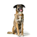 Dog collar Hunter Malia Orange S/M 35-44 cm - Домашни Животни<<<Дом Градина<<<BigBuy&&&Пътуване и разходки<<<Домашни