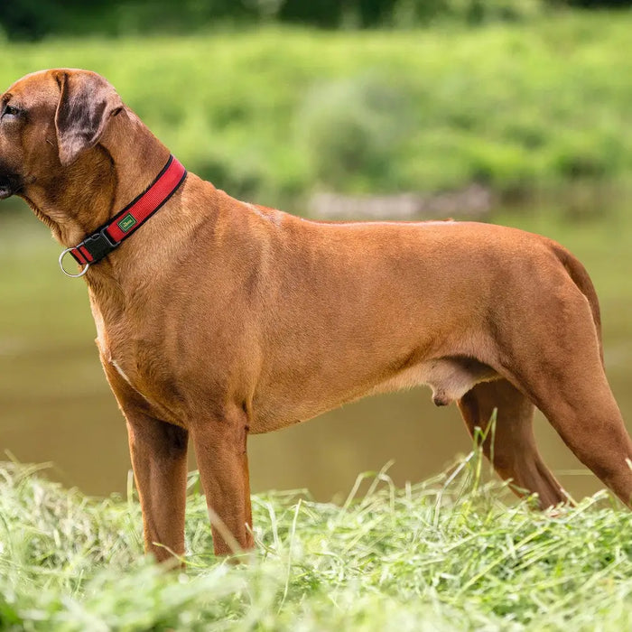 Dog collar Hunter Neopren Vario Red (28-30 cm) - Домашни Животни<<<Дом Градина<<<BigBuy&&&Пътуване и разходки<<<Домашни