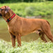 Dog collar Hunter Neopren Vario Red (40-45 cm) - Домашни Животни<<<Дом Градина<<<BigBuy&&&Пътуване и разходки<<<Домашни