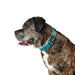 Dog collar Hunter Plus Thread turquoise Turquoise Size XL (45-70 cm) - Домашни Животни<<<Дом