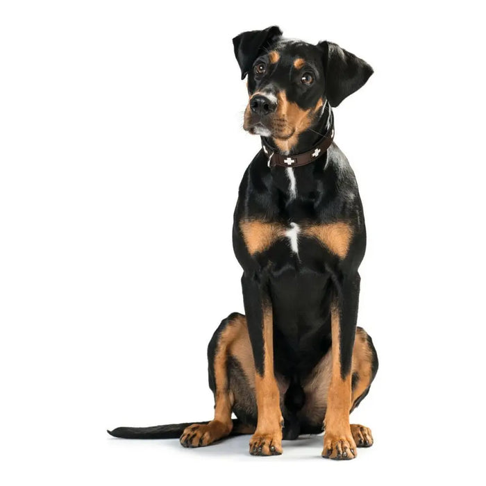 Dog collar Hunter Swiss 35-39.5 cm - Домашни Животни<<<Дом Градина<<<BigBuy&&&Пътуване и разходки<<<Домашни