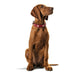 Dog collar Hunter Swiss Red/Black (41-49 cm) - Домашни Животни<<<Дом Градина<<<BigBuy&&&Пътуване и разходки<<<Домашни