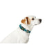 Dog collar Hunter Turquoise 12 - Домашни Животни<<<Дом Градина<<<BigBuy&&&Пътуване и разходки<<<Домашни Животни<<<Дом