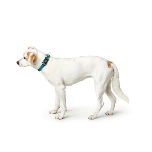 Dog collar Hunter Turquoise 12 - Домашни Животни<<<Дом Градина<<<BigBuy&&&Пътуване и разходки<<<Домашни Животни<<<Дом