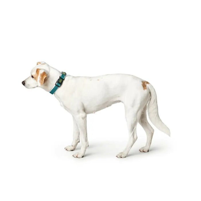 Dog collar Hunter Turquoise 12 - Домашни Животни<<<Дом Градина<<<BigBuy&&&Пътуване и разходки<<<Домашни Животни<<<Дом