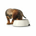 Dog Feeder Hunter Black 1,4 L Melamin - Домашни Животни<<<Дом Градина<<<BigBuy&&&Купички за храна и вода<<<Домашни