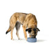 Dog Feeder Hunter OSBY Blue Ceramic 550 ml - Домашни Животни<<<Дом Градина<<<BigBuy&&&Купички за храна и вода<<<Домашни