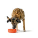 Dog Feeder Hunter OSBY Orange Ceramic 1,1 L - Домашни Животни<<<Дом Градина<<<BigBuy&&&Купички за храна и