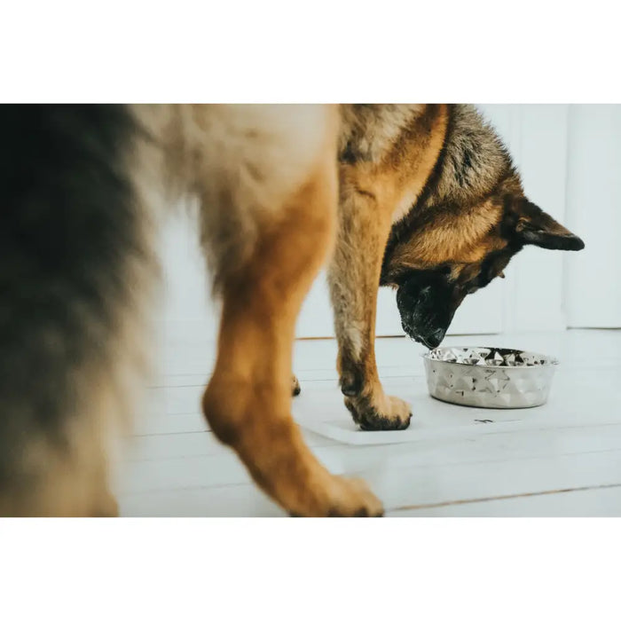 Dog Feeder Hunter Silicone Stainless steel 1,05 L - Домашни Животни<<<Дом Градина<<<BigBuy&&&Купички за храна и