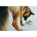 Dog Feeder Hunter Silicone Stainless steel 550 ml - Домашни Животни<<<Дом Градина<<<BigBuy&&&Купички за храна и
