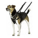 Dog Harness Company of Animals Halti Size S (26-36 cm) - Домашни Животни<<<Дом Градина<<<BigBuy&&&Пътуване и