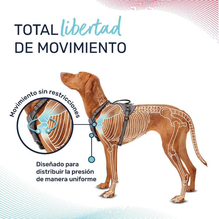 Dog Harness Company of Animals Turquoise M 35-55 cm - Домашни Животни<<<Дом Градина<<<BigBuy&&&Пътуване и