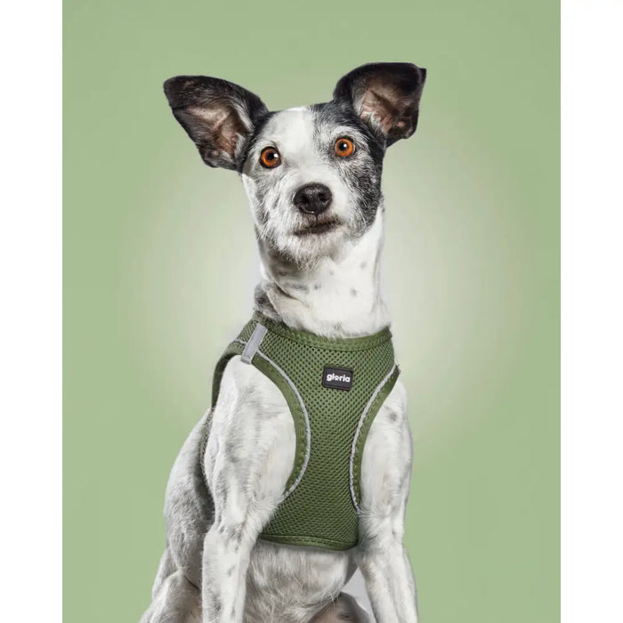 Dog Harness Gloria 28-28,6 cm Green XXS 24-26 cm - Домашни Животни<<<Дом Градина<<<BigBuy&&&Пътуване и