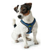 Dog Harness Hunter 35-37 cm Blue XS - Домашни Животни<<<Дом Градина<<<BigBuy&&&Пътуване и разходки<<<Домашни