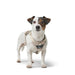 Dog Harness Hunter DIVO UP Beige S - Домашни Животни<<<Дом Градина<<<BigBuy&&&Пътуване и разходки<<<Домашни