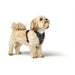 Dog Harness Hunter DIVO UP Black S - Домашни Животни<<<Дом Градина<<<BigBuy&&&Пътуване и разходки<<<Домашни