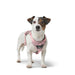 Dog Harness Hunter DIVO UP Pink S/M - Домашни Животни<<<Дом Градина<<<BigBuy&&&Пътуване и разходки<<<Домашни