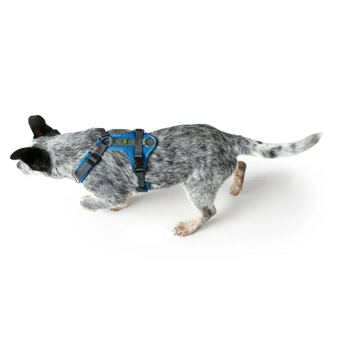 Dog Harness Hunter Maldon Up Blue 50-84 cm - Домашни Животни<<<Дом Градина<<<BigBuy&&&Пътуване и разходки<<<Домашни