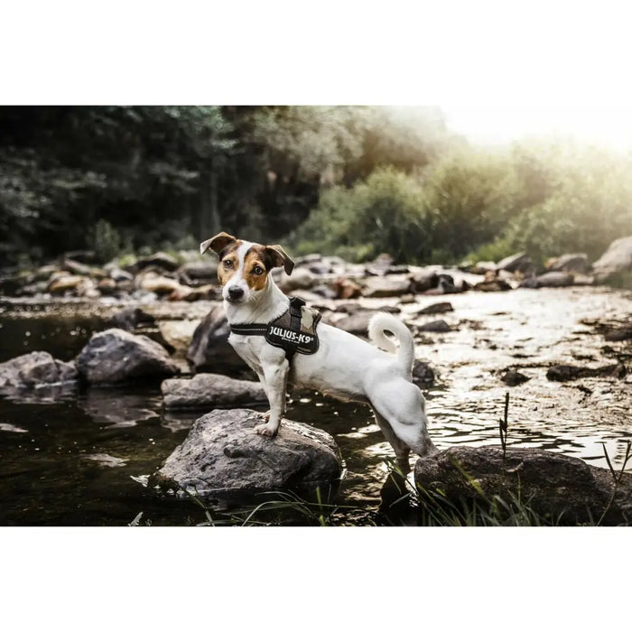 Dog Harness Julius K9 Power M - Домашни Животни<<<Дом Градина<<<BigBuy&&&Пътуване и разходки<<<Домашни Животни<<<Дом