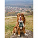 Dog Harness Olympia M - Домашни Животни<<<Дом Градина<<<BigBuy&&&Пътуване и разходки<<<Домашни Животни<<<Дом