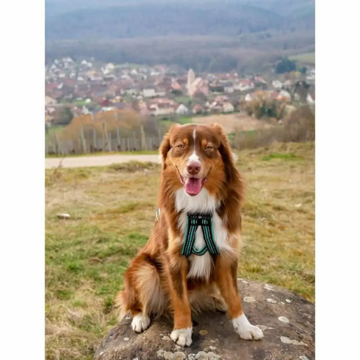 Dog Harness Olympia XS - Домашни Животни<<<Дом Градина<<<BigBuy&&&Пътуване и разходки<<<Домашни Животни<<<Дом