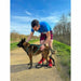 Dog Harness Olympia XS - Домашни Животни<<<Дом Градина<<<BigBuy&&&Пътуване и разходки<<<Домашни Животни<<<Дом