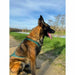 Dog Harness Olympia XS - Домашни Животни<<<Дом Градина<<<BigBuy&&&Пътуване и разходки<<<Домашни Животни<<<Дом