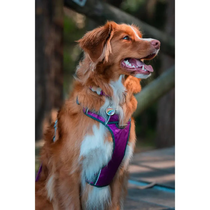 Dog Harness Red Dingo Dingo 30-47 cm 37-52 cm Purple S - Домашни Животни<<<Дом Градина<<<BigBuy&&&Пътуване и