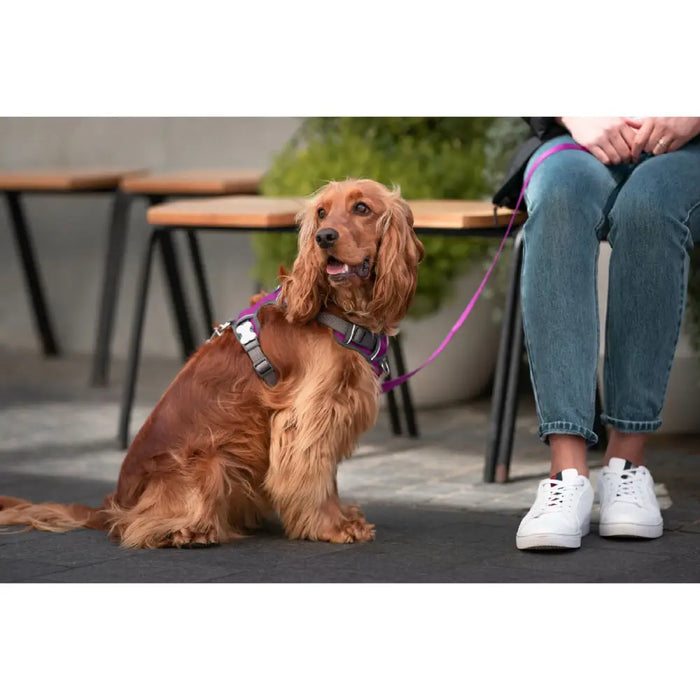 Dog Harness Red Dingo Dingo 30-47 cm 37-52 cm Purple S - Домашни Животни<<<Дом Градина<<<BigBuy&&&Пътуване и