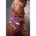 Dog Harness Red Dingo Dingo 62-108 cm 72-112 cm Purple XL - Домашни Животни<<<Дом Градина<<<BigBuy&&&Пътуване и